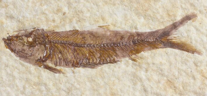 Detailed, Knightia Fossil Fish - Wyoming #53882